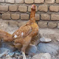 مرغ|حیوانات مزرعه|مهران (ایلام), |دیوار