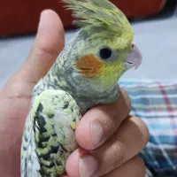 سه عروس هلندی