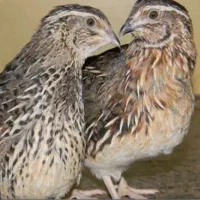 بلدرچین ۴۵روزه تخم گذار تحویل رایگانه