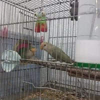 خانه پرندگان لاهیجان میدان جمهوری خیابان توحید|پرنده|لاهیجان, طالقانی|دیوار