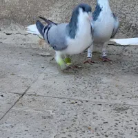 بدرنگ ماده|پرنده|الوند, |دیوار