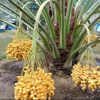 طرح نخل خرما بچه نخل