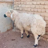 گوسفند نر بره|حیوانات مزرعه|قم, بقیع|دیوار