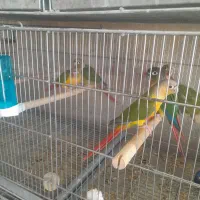 فروش انواع گرینچیک.  عروس هلندی.  برزیلی  .