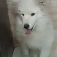 سگ سامویید گم شده|حیوانات|ری, سیزده آبان|دیوار