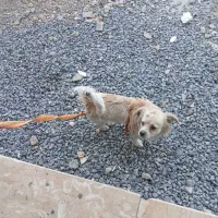 سگ گمشده|حیوانات|فولادشهر, سایت صنعتی کاوه|دیوار