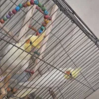 عروس هلندی|پرنده|اصفهان, شفق|دیوار