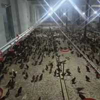 جوجه گلپایگانی