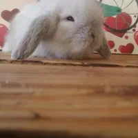 لوپ|موش و خرگوش|کرج, کوی امامیه|دیوار