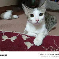 واگذاری گربه