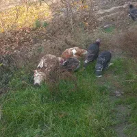 بوقلمون طبیعی