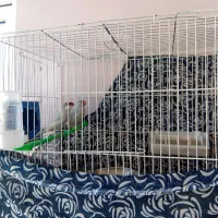 فنچ نرگسی ۱،۰۰۰،۰۰۰