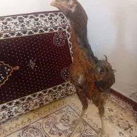جوجه لاری|حیوانات مزرعه|سمنان, |دیوار