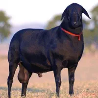 قربونی بره نر گوسفند میش ماده قوچ شیشک زنده|حیوانات مزرعه|تهران, اکباتان|دیوار