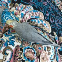 گمشده|حیوانات|اردبیل, |دیوار