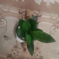 گل زیبا|گل و گیاه طبیعی|کرمانشاه, |دیوار