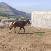 مادیان ابلغ چهارساله|اسب و تجهیزات اسب‌سواری|فاضل آباد, |دیوار