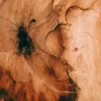 خرید چوپ صنوبر و جنگلی|خدمات باغبانی و درختکاری|لاهیجان, بازکیاگوراب|دیوار