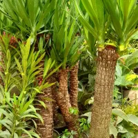 گل آپارتمانی  یوکا   پر پشت بادوام لطفا ورق بزن