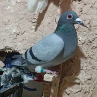 پلاکی مسافتی جفتی|پرنده|سبزوار, رضوان|دیوار