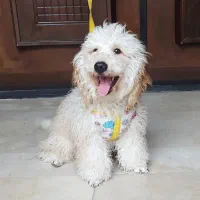 پودل نر ۱۰ ماهه|سگ|قزوین, |دیوار