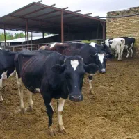 گاوداری-و-دامداری-با-سند-تکبرگ