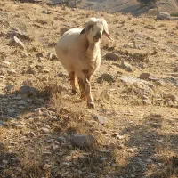 ورندیل زاییده و وگون