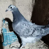 پلاکی جوجه|پرنده|آبکوه, |دیوار