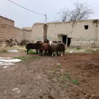 گوسفند زدنده