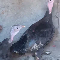 بوقلمون ماده تخم گذار چاق|حیوانات مزرعه|هشتگرد, خور|دیوار