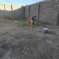 توله سگ کانگال|سگ|چادگان, |دیوار