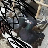 کبوتر پرشی|پرنده|جغتای, |دیوار