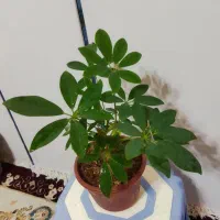 گل آپارتمانی|گل و گیاه طبیعی|تاکستان, |دیوار