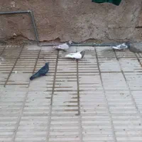کبوتر|پرنده|فسا, |دیوار