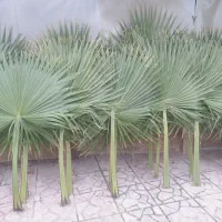فروش برگ درخت پالم تازه و طبیعی|گل و گیاه طبیعی|شلمان, |دیوار