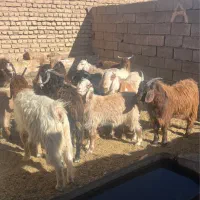 بزغاله چاق مناسب قصابی|حیوانات مزرعه|یونسی, |دیوار