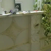 عروس  گمشده