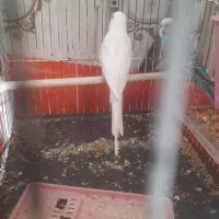 مرغ عشق و عروس هلندی معاوزه با مرغ