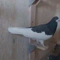 فروش کفتر شهری بدرنگ سبز و یال|پرنده|شیراز, شهرک مفتح|دیوار