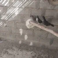 کفترنوچه پرشی|پرنده|لار, |دیوار