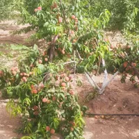فروش باغ ویلا در  نزدیکی شهرستان ساوه. غرق آباد|فروش خانه و ویلا|تهران, نازی‌آباد|دیوار