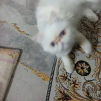 گربه ماده نیاز به جفتگیری دارد|گربه|قدس, شهر‌قدس|دیوار