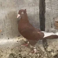 قارا سرخ نر