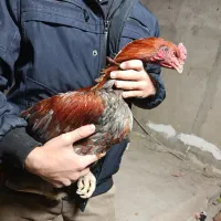 مرغ و خروس لاری طوسی