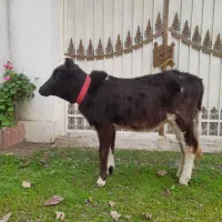 لیشه گاودورگ ۵ماهه خوش خوراک وسلامت|حیوانات مزرعه|صومعه‌سرا, |دیوار