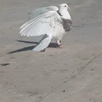 کبوتر طوقی هفرنگ