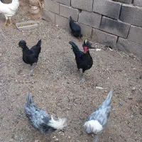 مرغ وخروس لهستانی اصل