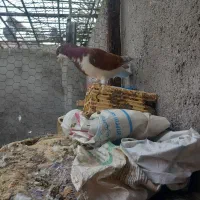 شیرازی بسته|پرنده|باوی, |دیوار