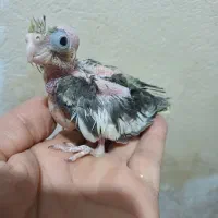 جوجه سرلاکی عروس هلندی سالم وسرحال|پرنده|گرگان, |دیوار