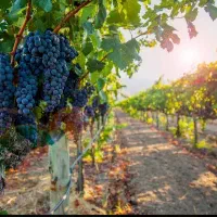 شخم زنی زمینتان را به ما بسپارید با دستگاه دستی